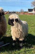 Mooie volbloed Walliser Schwarznase stamboek ram te koop, Mannelijk, Schaap