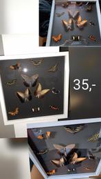 Plexiglas lijst met vlinders - 40x40, Ophalen of Verzenden