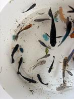 Vissen, Dieren en Toebehoren, Vis