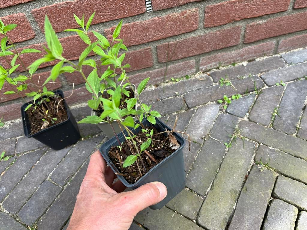 Diverse soorten vaste planten, Tuin en Terras, Planten | Tuinplanten, Ophalen of Verzenden