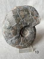 Stenen fossielen Ammoniet 12x10 cm, Verzamelen, Mineralen en Fossielen, Ophalen, Fossiel