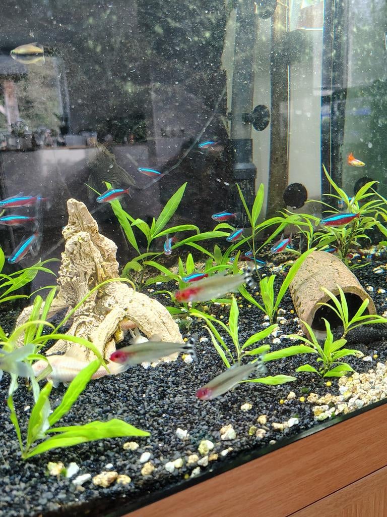 Roodkopzalmen & neon tetras, Dieren en Toebehoren, Vissen | Aquariumvissen, Vis, Zoetwatervis, Schoolvis