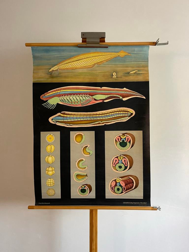 Vintage Biologie Schoolplaat: Jung-Koch-Quentell, Antiek en Kunst, Antiek | Schoolplaten, Ophalen of Verzenden, Natuur en Biologie