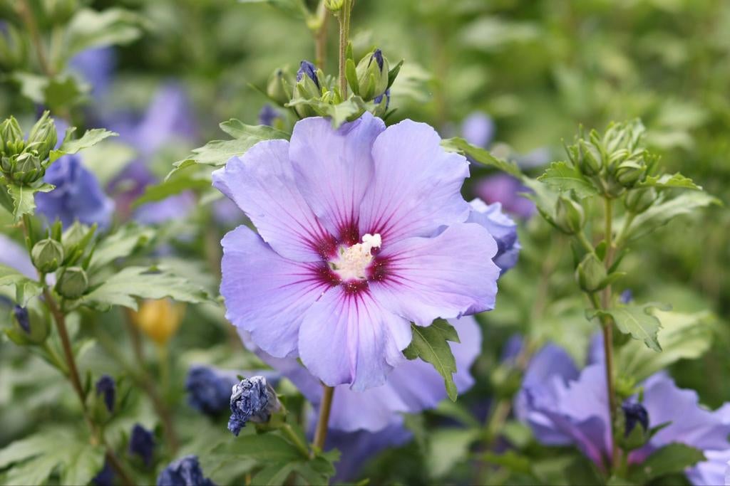 Jonge hibiscus scheuten, stekjes, lila paars, Ophalen, Volle zon