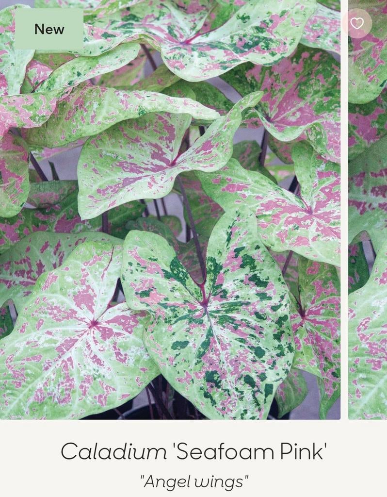 Caladium Seafoam Pink knollen, Ophalen, Volle zon