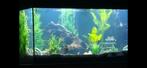 Aquarium 240 liter met veel toebehoren zgan !, Dieren en Toebehoren, Vissen | Aquaria en Toebehoren, Ophalen, Zo goed als nieuw