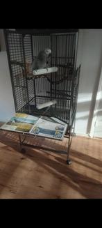 Grijze roodstaart, Dieren en Toebehoren, Vogels | Parkieten en Papegaaien