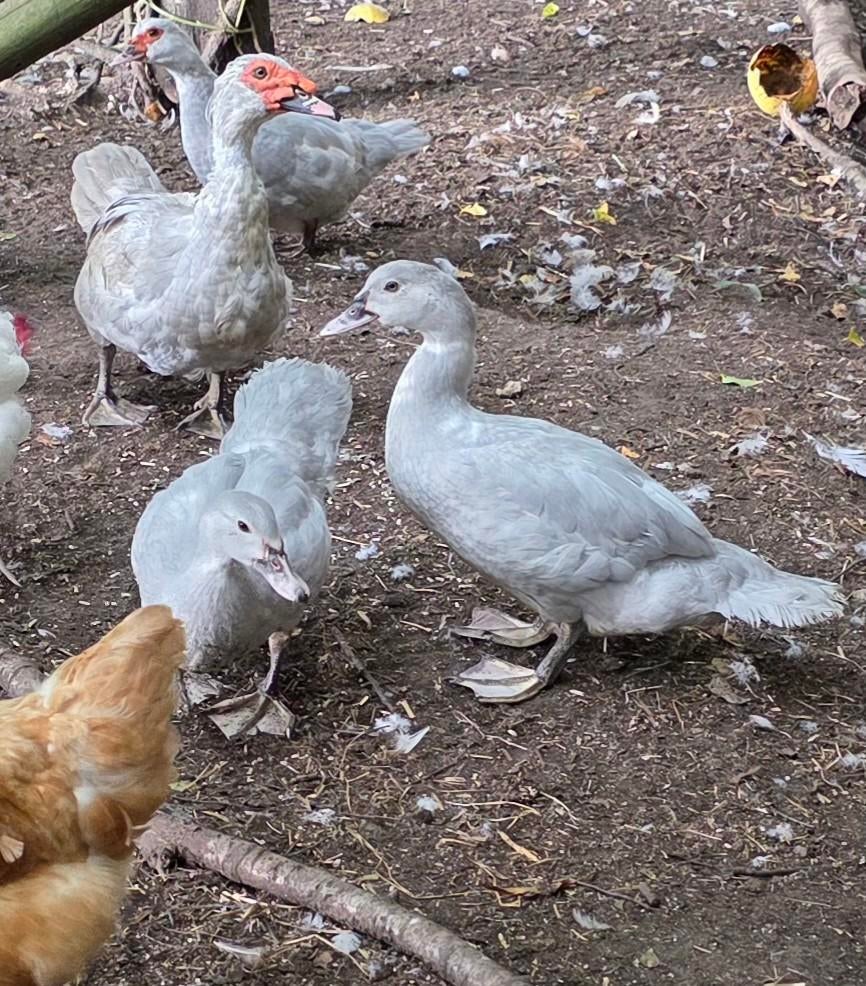 Broedeieren parelgrijze muskuseenden, Dieren en Toebehoren, Pluimvee, Geslacht onbekend, Kip