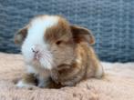 Jonge Minilop hangoordwerg konijntjes, heel lief, knap & tam, Dieren en Toebehoren, Konijnen, Mannelijk, Dwerg, Hangoor, 0 tot 2 jaar