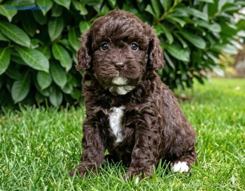 Kennel de Hoeve  prachtige, speels  en sociale puppies, Parvo, Nederland, Overige rassen, 8 tot 15 weken