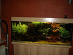 juwel rio 240, Ophalen, Nieuw, Leeg aquarium