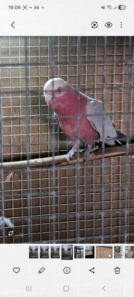 Rosé kakatoe split, Mannelijk, Papegaai, Geringd