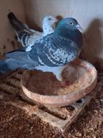 Te koop postduiven koppel koopman leideman x koopman vdnabee, Meerdere dieren, Overige soorten