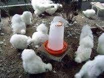 KNUFFELKIPPEN., Dieren en Toebehoren, Pluimvee, Kip, Vrouwelijk