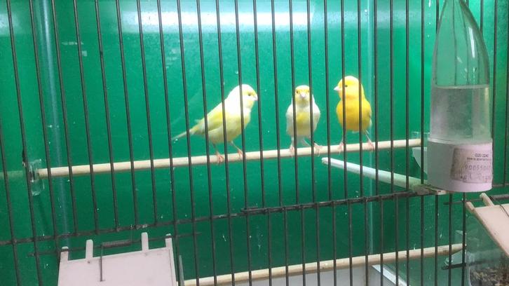 Kanarie, zang kanarie, kanarie man, Dieren en Toebehoren, Vogels | Kanaries, Zangkanarie, Mannelijk