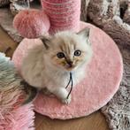 Ragdoll kittens geboren op 6-2 ,, Dieren en Toebehoren, Meerdere dieren, Ontwormd, 0 tot 2 jaar