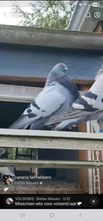 Koppel canaria kroppers, Meerdere dieren, Kropper