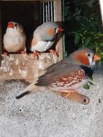 Mooi koppel zebravinken, Dieren en Toebehoren, Vogels | Overige Vogels, Meerdere dieren