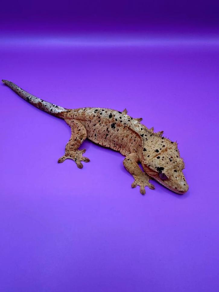 Wimpergekko vrouw super dalmatian