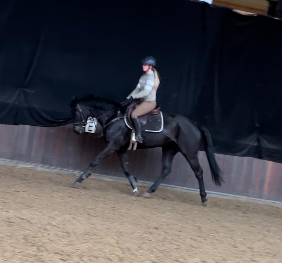 Knappe en brave zwarte 5jarige allrounder, Dieren en Toebehoren, Paarden, B, Ruin, 7 tot 10 jaar, Recreatiepaard