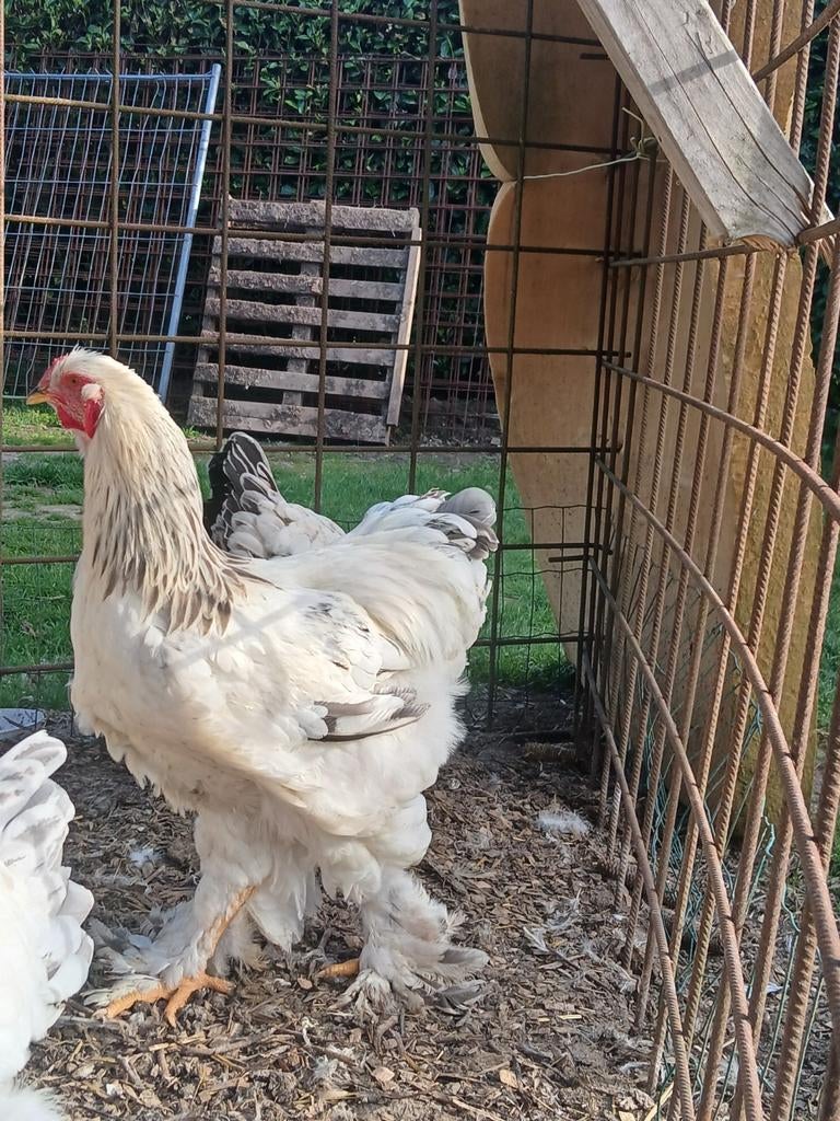 Jonge Brahma hanen, Mannelijk, Kip