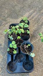 Akelei, Vaste plant, Halfschaduw, Lente, Ophalen