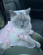 Britse Korthaar Blue Point poes gesteriliseerd, met paspoort, Poes