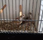 2 bonte diamantduifjes 2025, Meerdere dieren