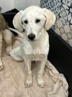 ACE: Munnu, waar mag hij nu levenslang gelukkig worden?, Dieren en Toebehoren, Honden | Niet-rashonden, Particulier, Reu, 8 tot 15 weken