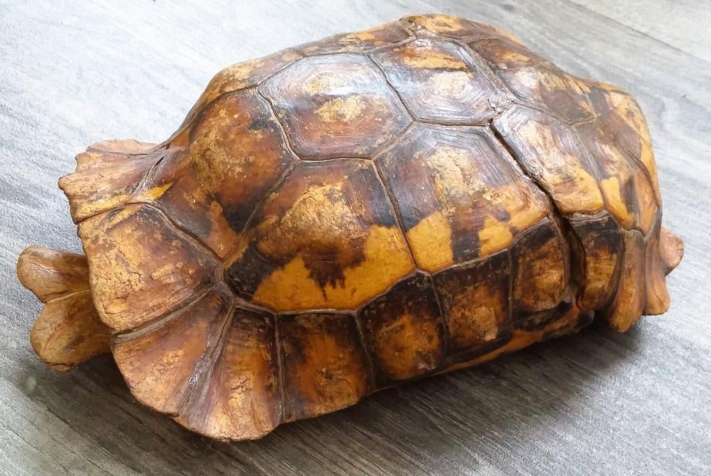 Antiek Groot Schildpad Schild Rugschild Buikschild CARAPAX, Ophalen of Verzenden, Gebruikt, Reptiel of Amfibie, Overige typen