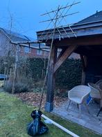 Lei linde (tilia europaea), Ophalen, Volle zon, Leiboom, 100 tot 250 cm