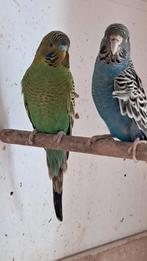 Te koop koppel Blackface parkieten, Meerdere dieren, Parkiet
