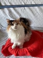 Lieve Maine Coon poes voor herplaatsing, Dieren en Toebehoren, Poes, Gechipt, 3 tot 5 jaar