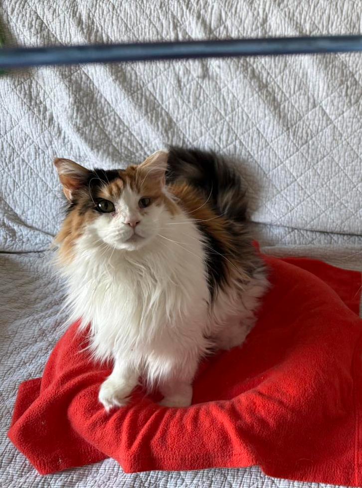 Lieve Maine Coon poes voor herplaatsing, Dieren en Toebehoren, Katten en Kittens | Raskatten | Langhaar, Poes, 3 tot 5 jaar, Gechipt