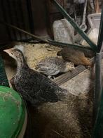 Kalkoen kuikens te koop, Dieren en Toebehoren, Meerdere dieren, Kalkoen