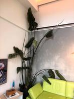 3m hoge Strelitzia nicolai Paradijsvogel plant – incl. pot, Ophalen, In pot, Halfschaduw, 200 cm of meer