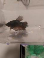 Donker bruine Beta vis, Vis