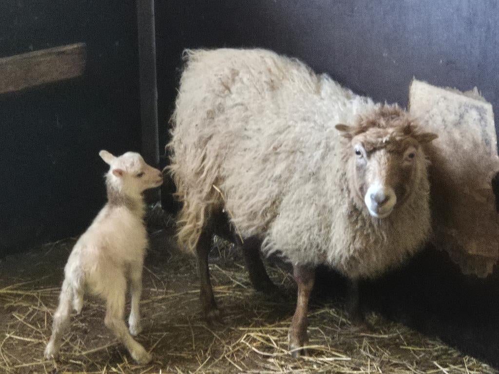 Ouessant ooien met ooilam, Vrouwelijk, Schaap, 0 tot 2 jaar