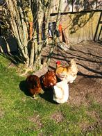 Leg hen  legkip broed eieren, Meerdere dieren, Kip