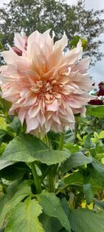 Dahlia, Ophalen of Verzenden, Voorjaar, Volle zon, Knol