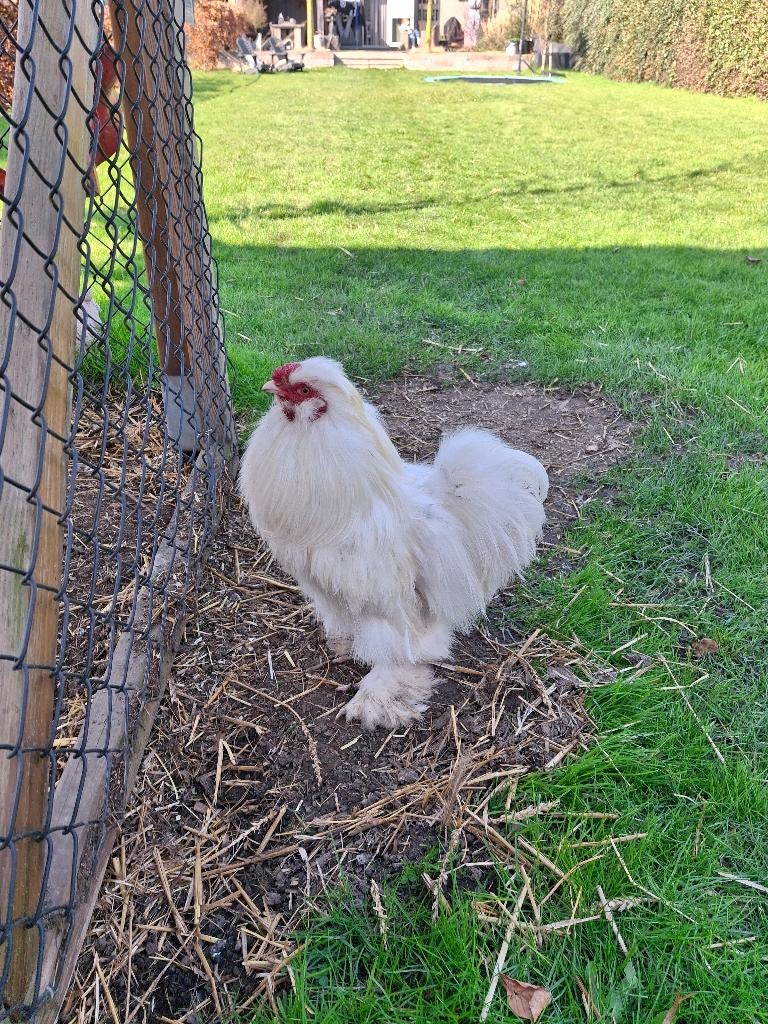 Zijdehoender haan gratis, Dieren en Toebehoren, Pluimvee, Mannelijk, Kip