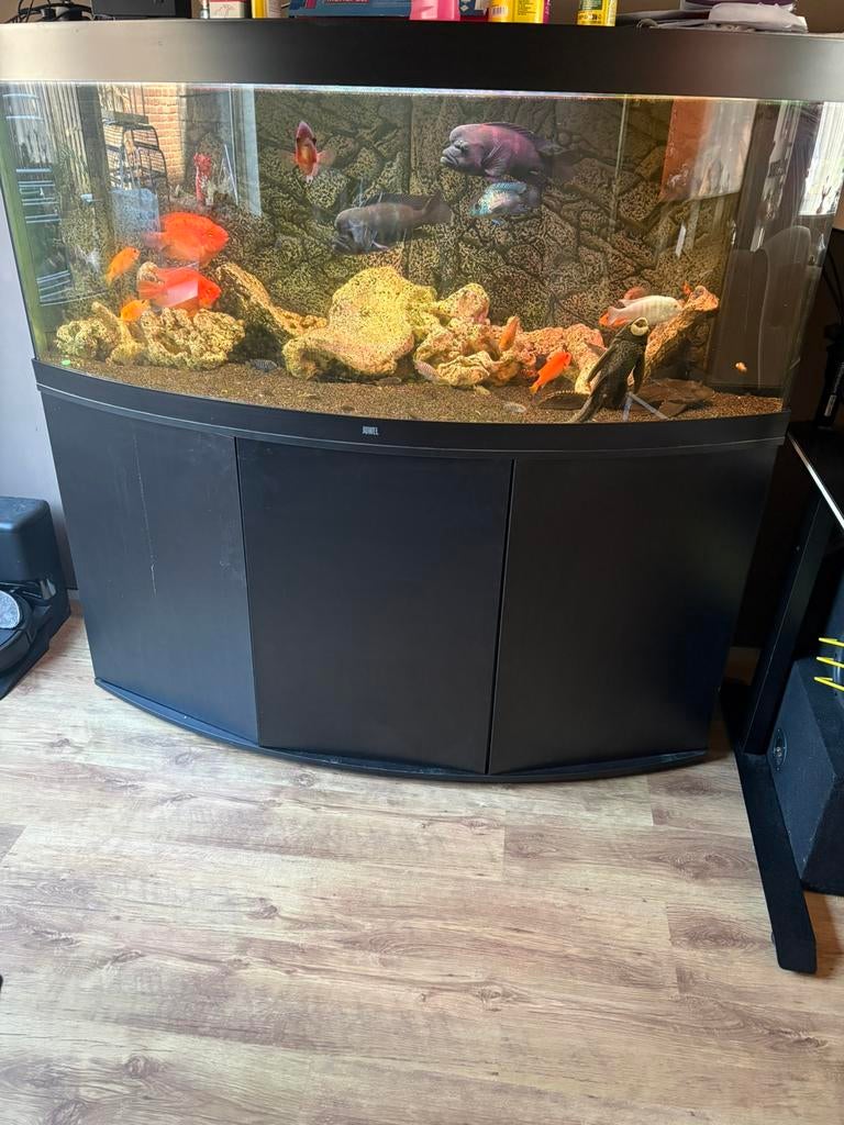 Juwel visioen 450 incl alles, Dieren en Toebehoren, Ophalen of Verzenden, Zo goed als nieuw, Gevuld zoetwateraquarium