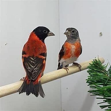 Te koop prachtige kapoetsensijzen Carduelis cucullata, Meerdere dieren