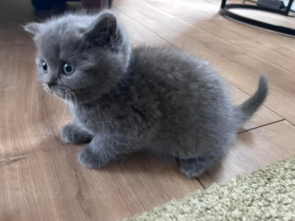 Mooi nestje Britse Korthaar kittens - 2 katertjes nog bsb!, Kater, Ontwormd, 0 tot 2 jaar