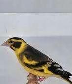 Te koop gevraagt Himalaya groenling pop, Dieren en Toebehoren, Vrouwelijk