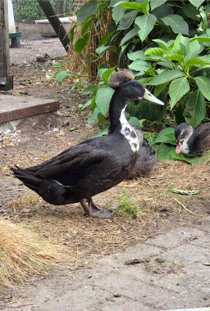 Gezocht Hollandse kuifeend woerd, Dieren en Toebehoren, Mannelijk, Eend