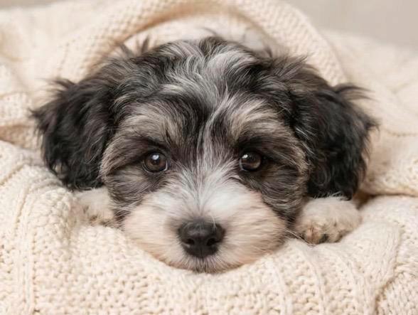 Maltipoo-Havanese pups, Dieren en Toebehoren, Honden | Niet-rashonden, Klein, Meerdere dieren, Fokker | Hobbymatig, Meerdere, Nederland