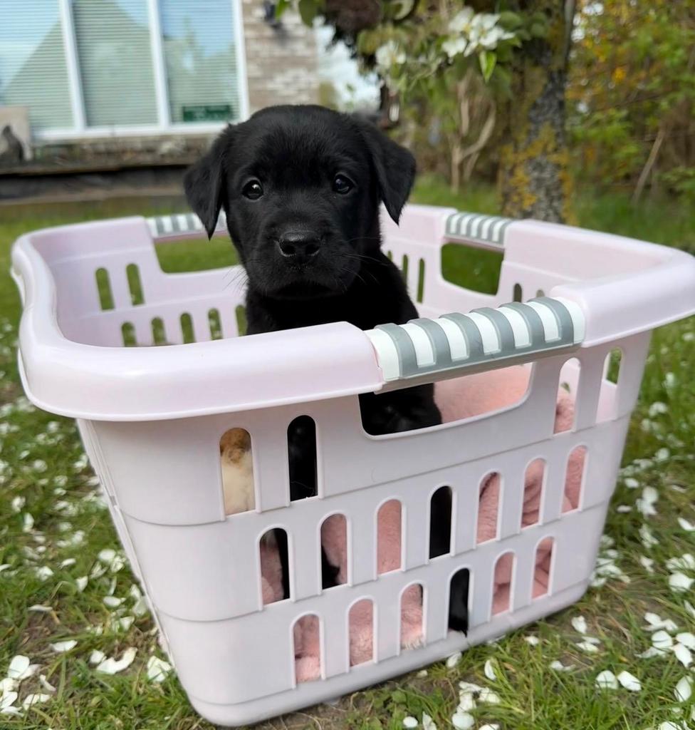 Labrador retriever pups, Dieren en Toebehoren, Honden | Retrievers, Spaniëls en Waterhonden, Parvo, 8 tot 15 weken, Labrador retriever