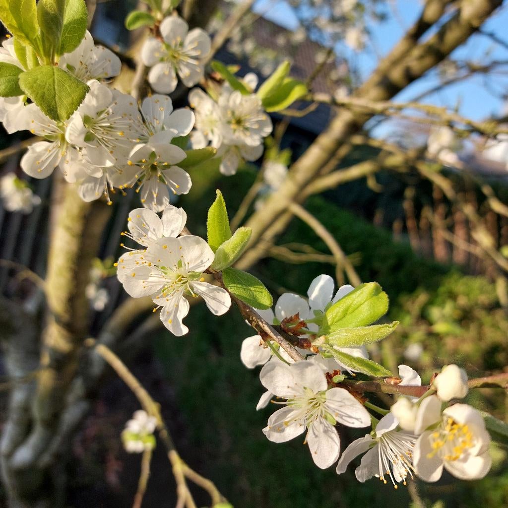 Jonge pruimenbomen te koop, Lente, Volle zon, Ophalen of Verzenden, Pruimenboom
