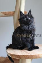 Maine Coon Kittens fok en liefhebber, Meerdere dieren, Met stamboom, 0 tot 2 jaar